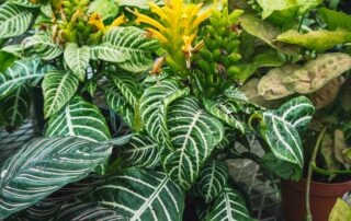 greenhouse indoor plants
