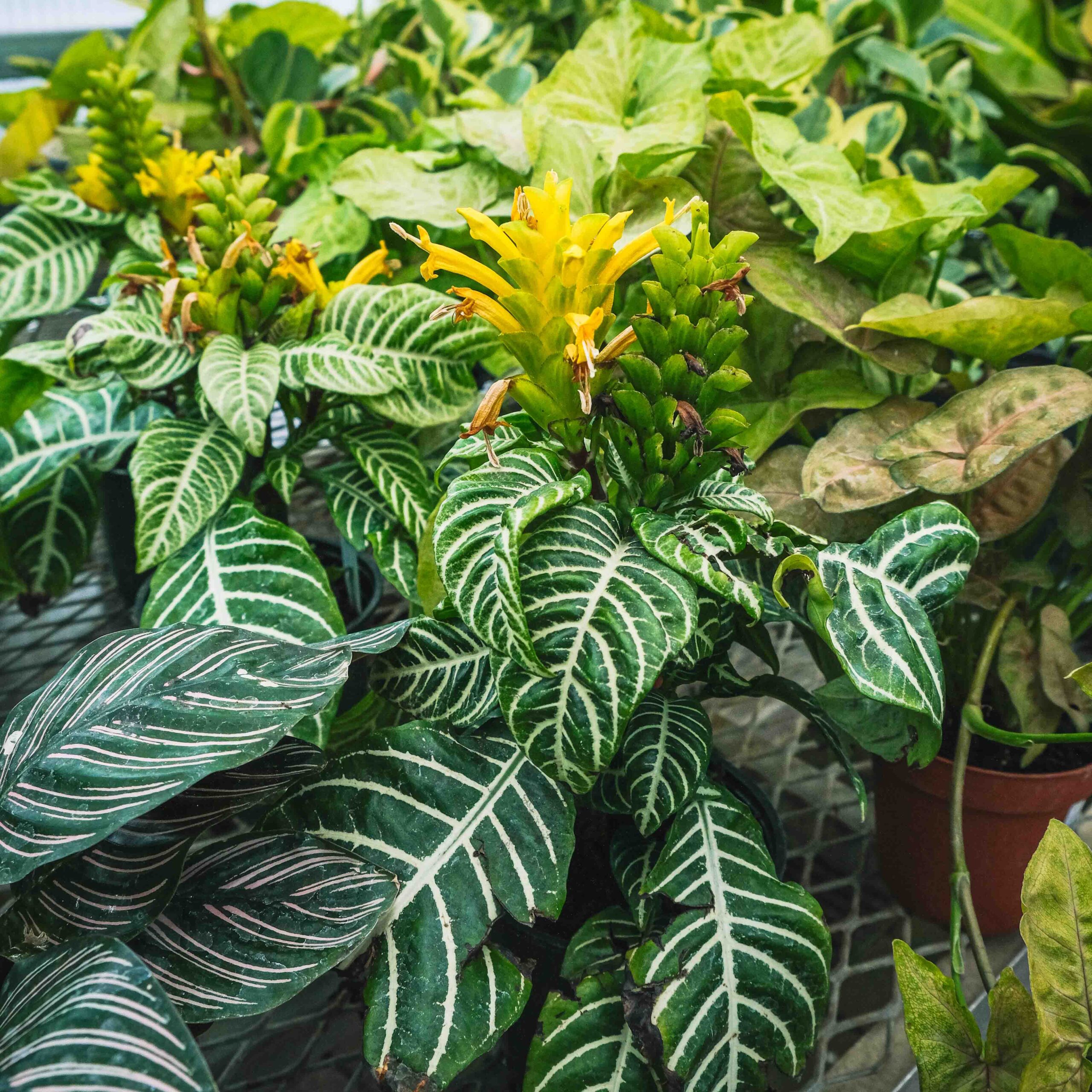 greenhouse indoor plants