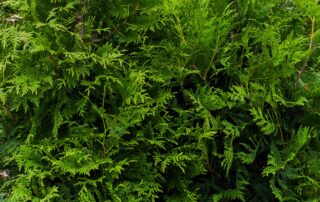 green giant arborvitae