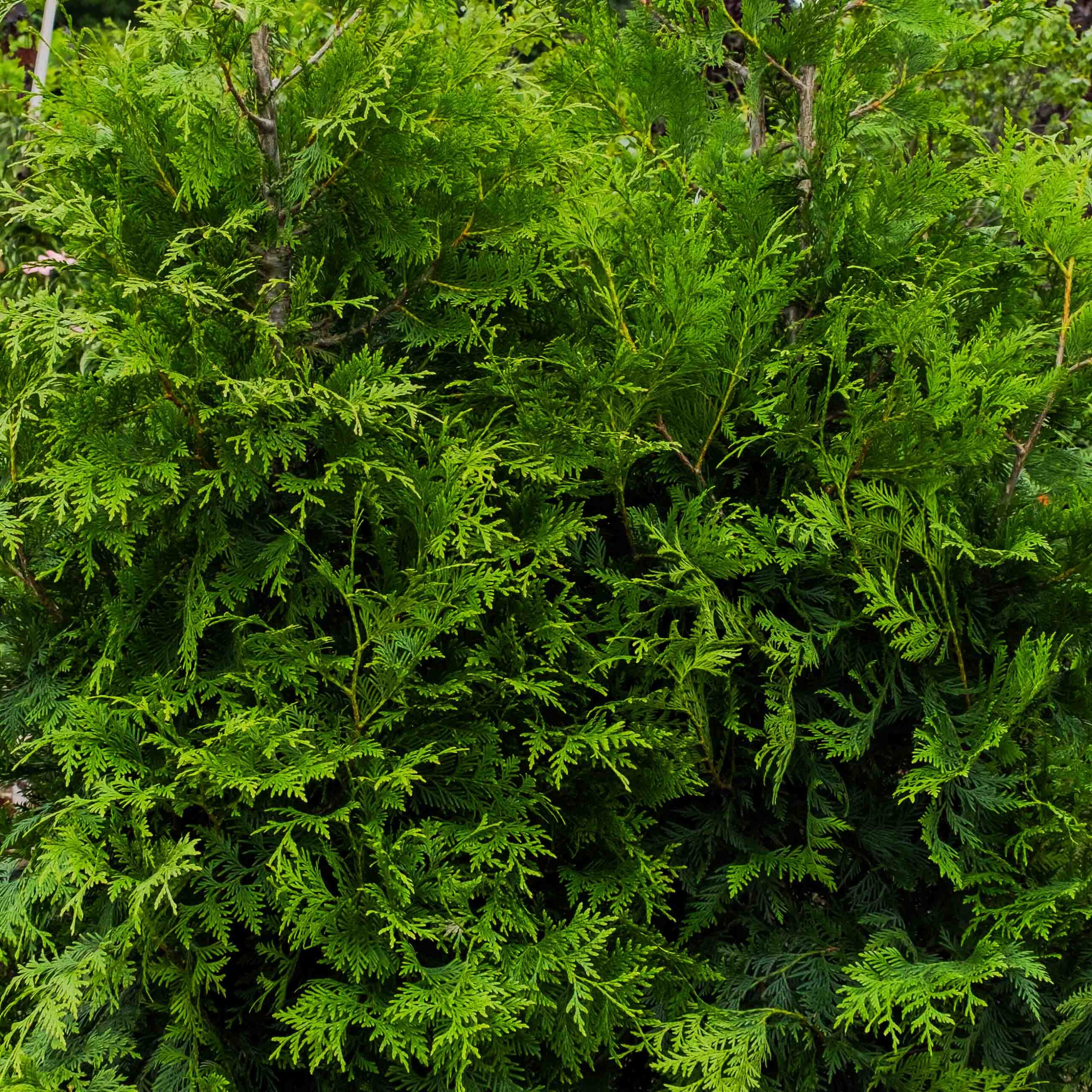 green giant arborvitae