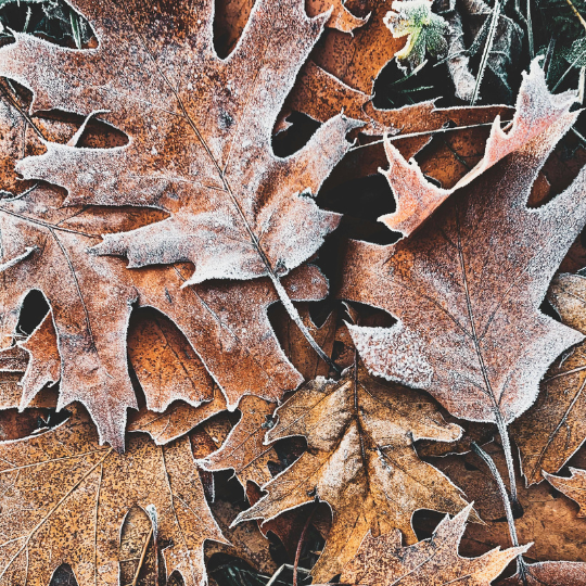 frosty leaves frosty leaves on the ground