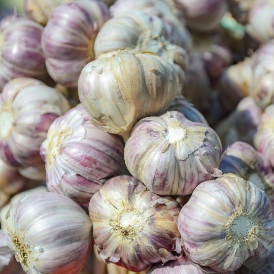 bulbs of garlic