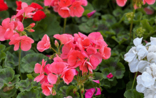 geraniums pink and white