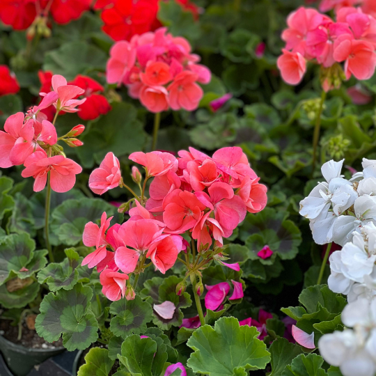 geraniums pink and white