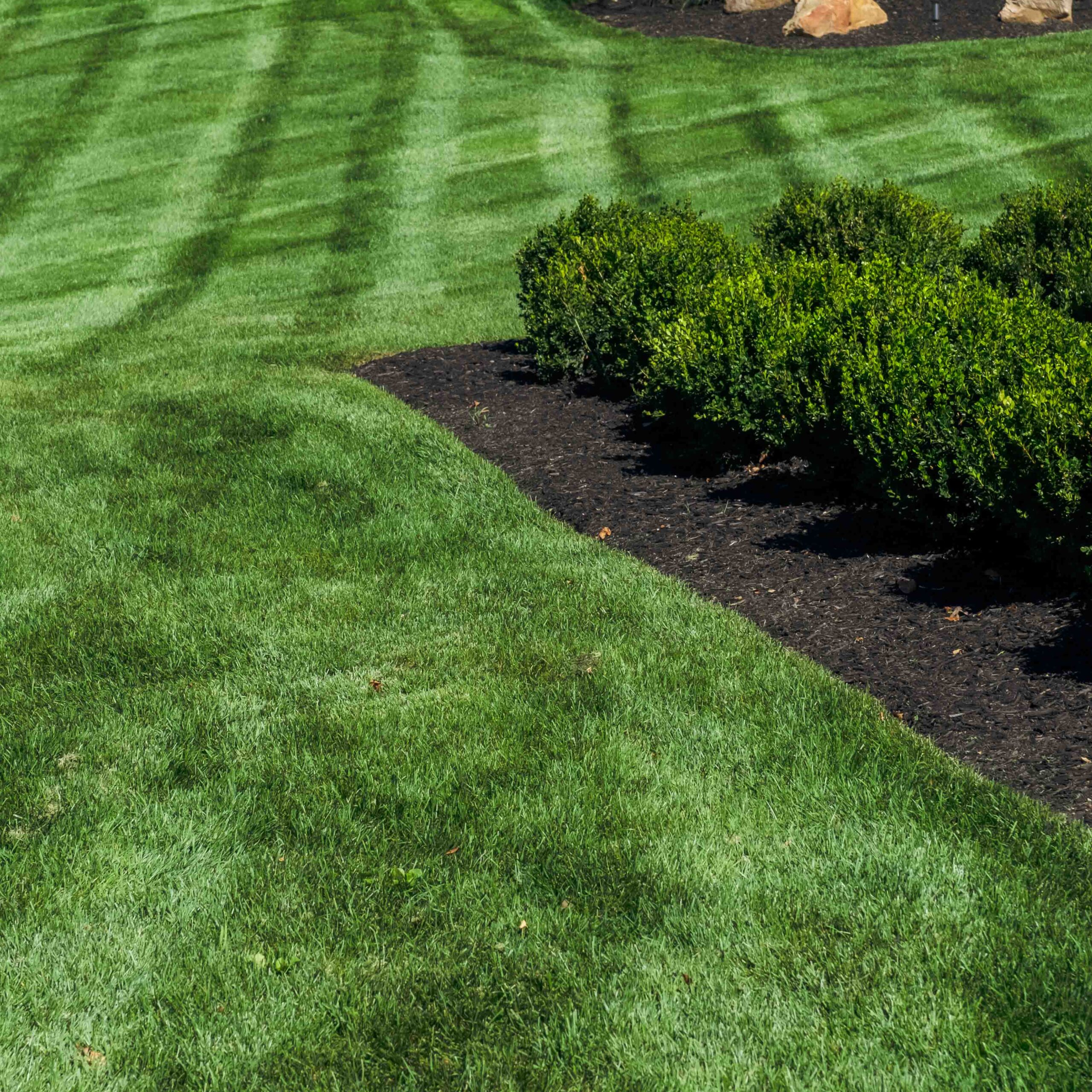 green mowed grass with shrubs
