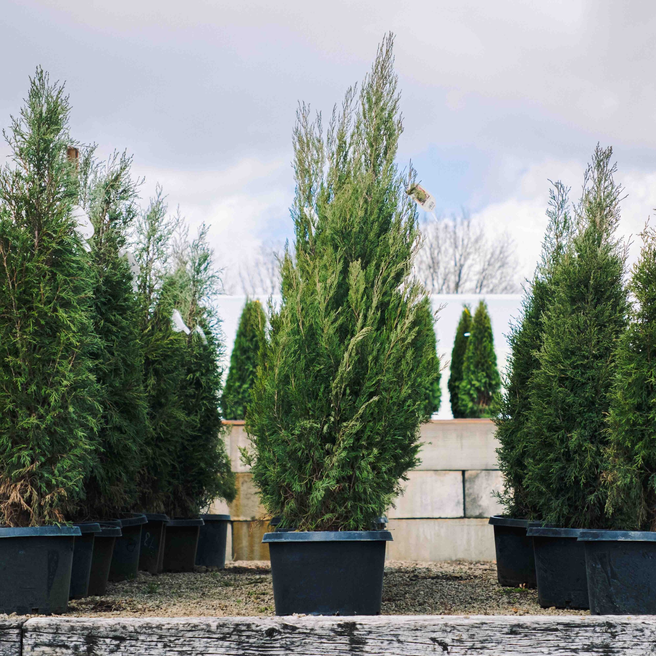 potted arbs