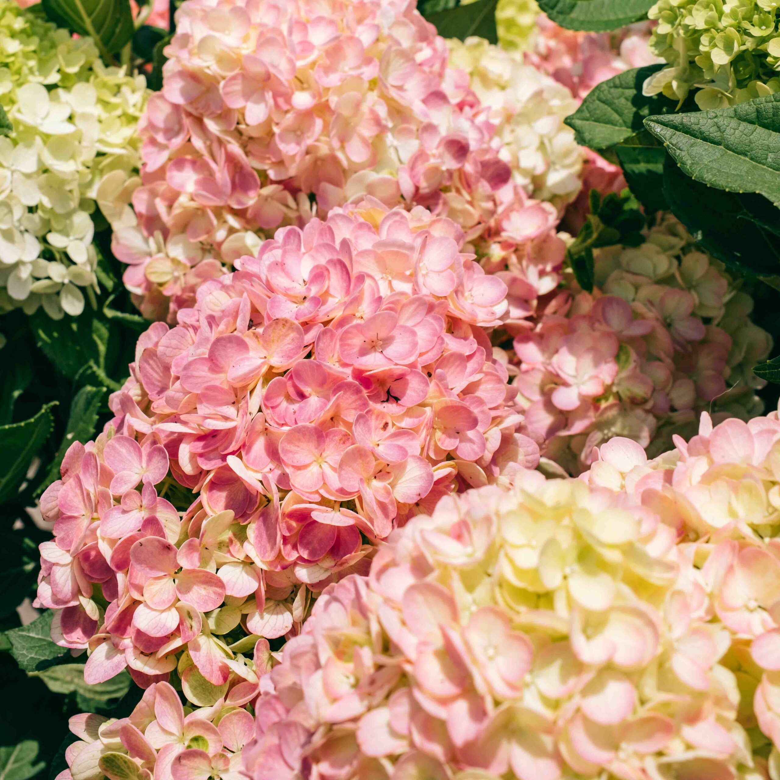DSCF8653pink and yellow hydrangeas pink and yellow hydrangeas