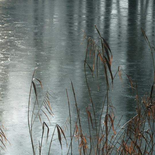 frozen pond
