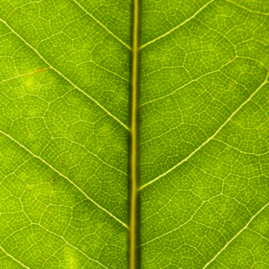 hydrangea leaf