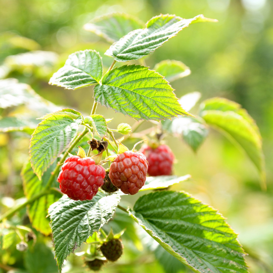 raspberry bush