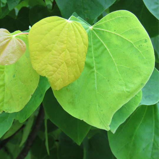 green redbud leaves