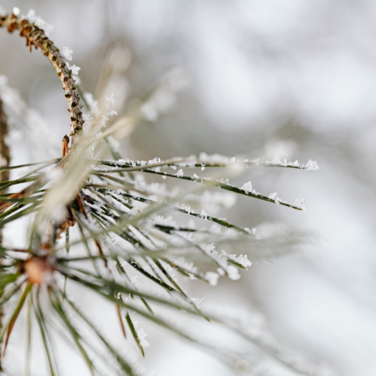 snowy pine branch