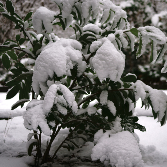 plant covered in snow