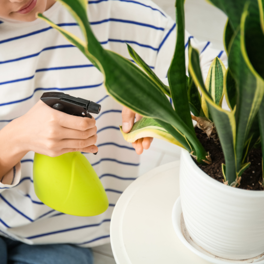 spraying houseplant