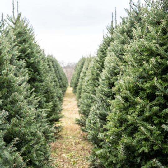 lines of evergreen trees