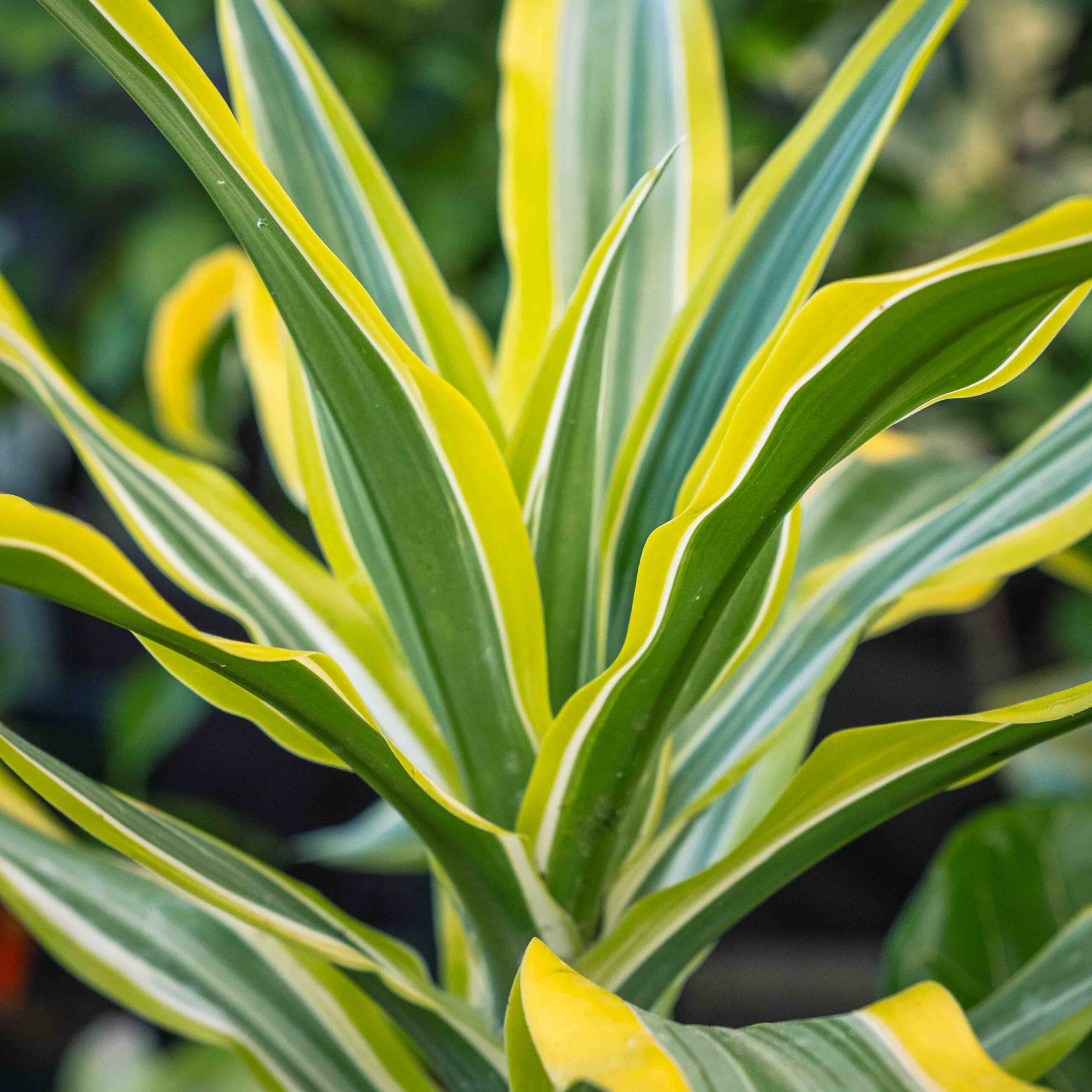 tropical striped houseplant