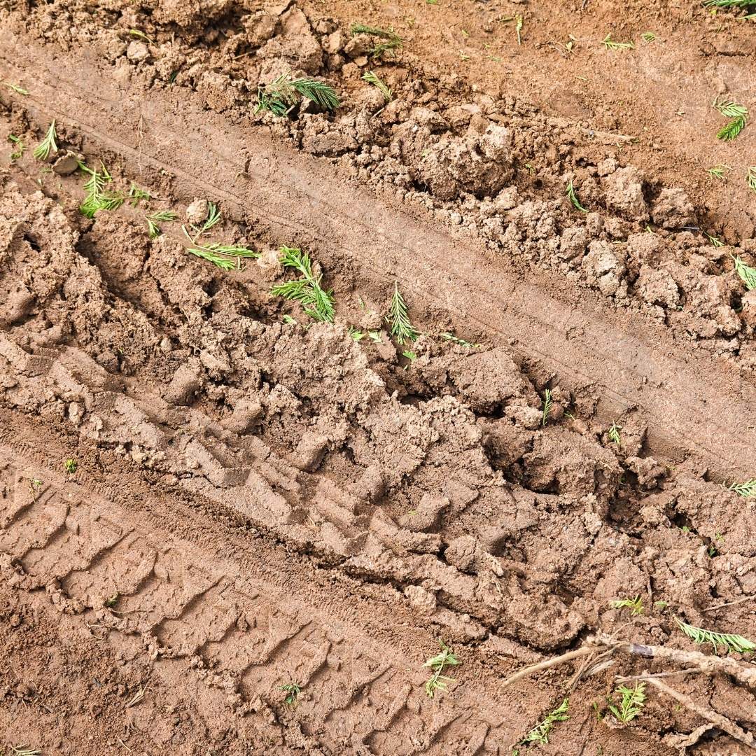 tire tracks through clay dirt