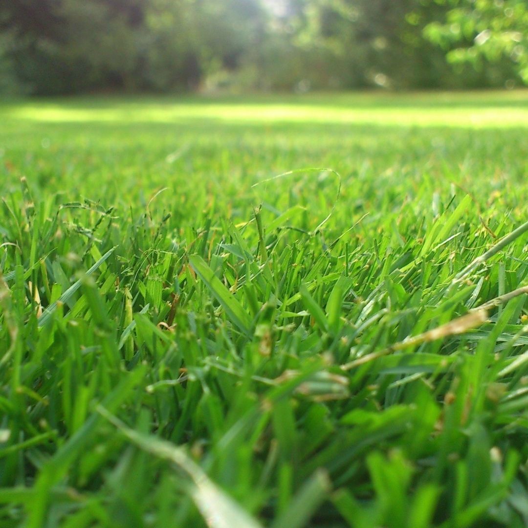 grassy lawn