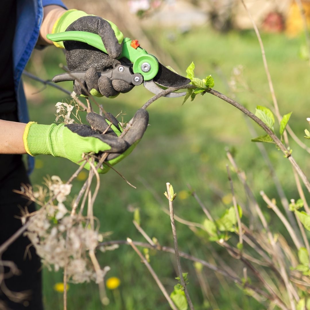 hydrangea pruning