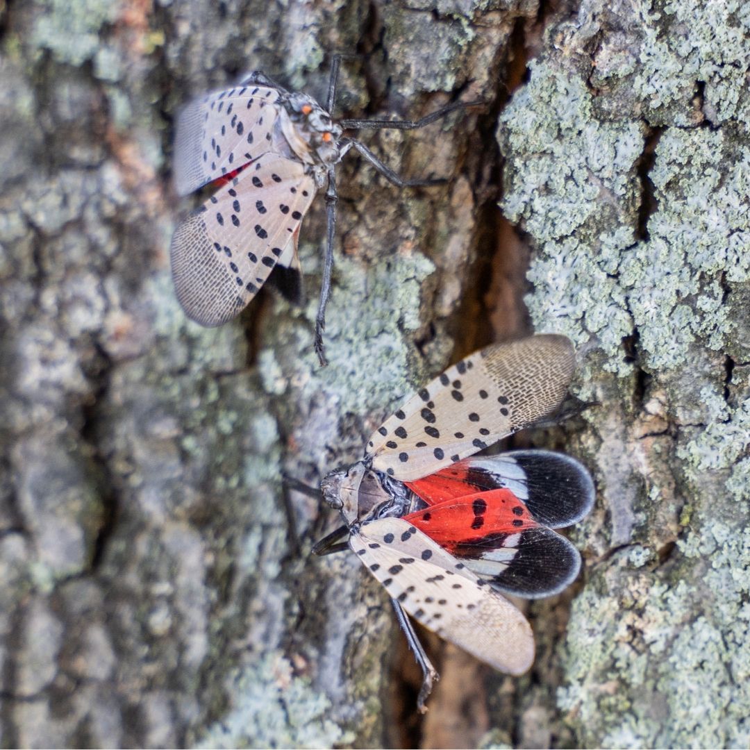 lanternflies on a tree