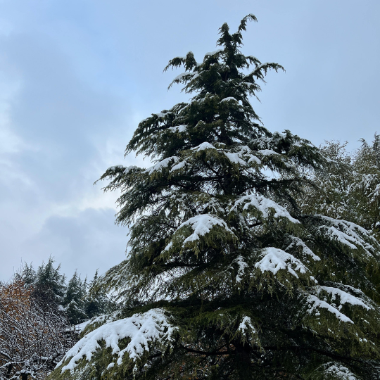 large evergreen tree