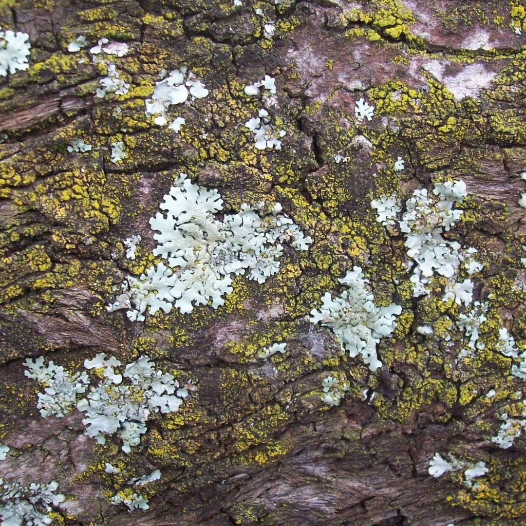 white lichen on tree