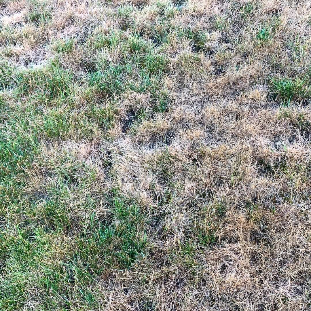 patchy dead grass