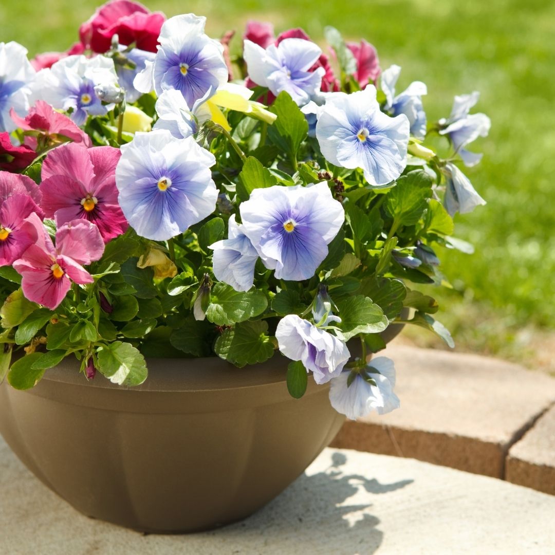 pot of annual flowers