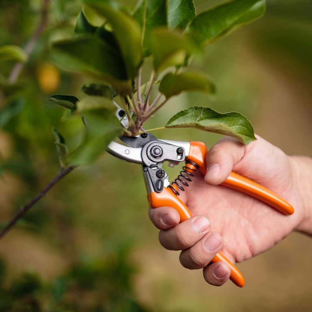 pruning branches on plant