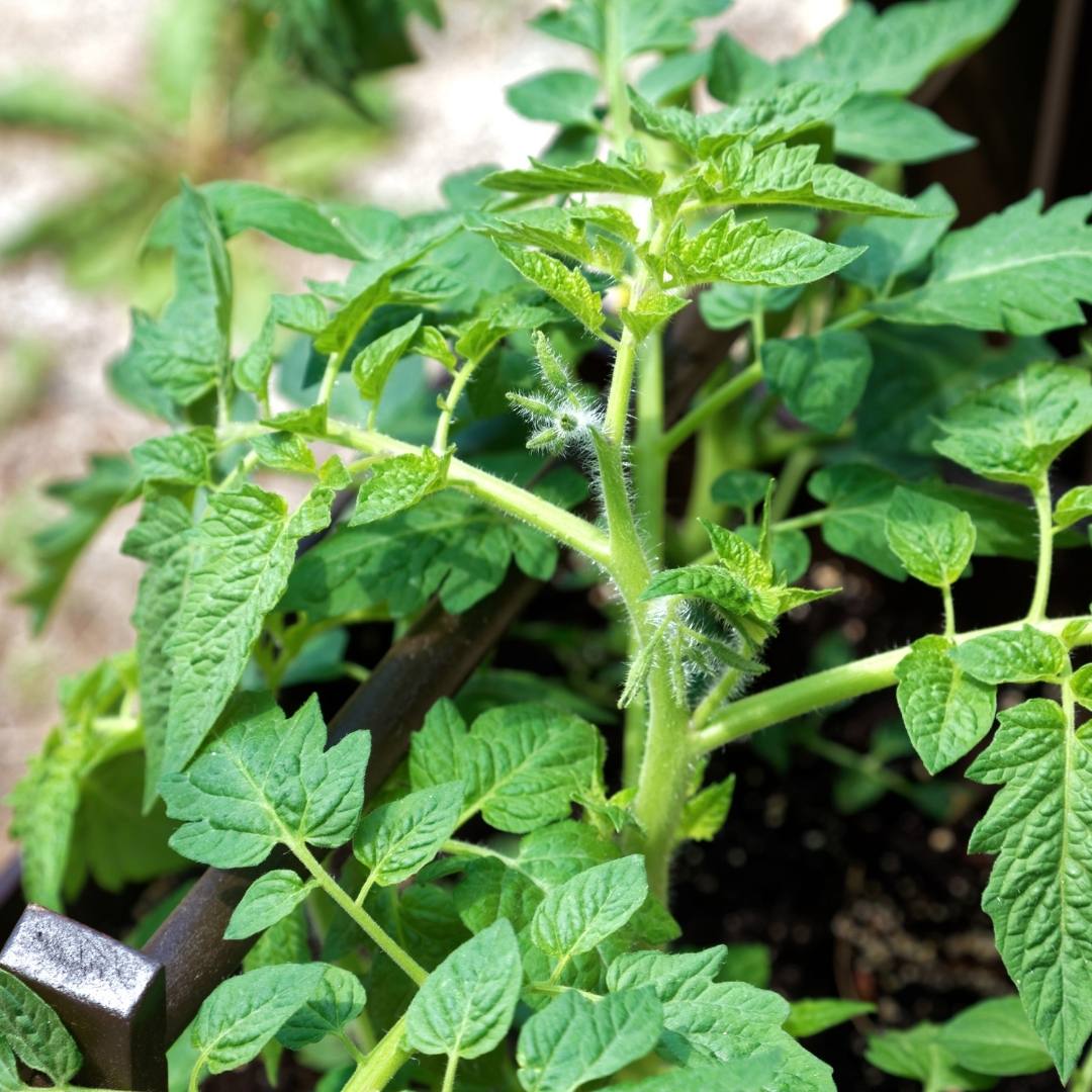 green tomato plant