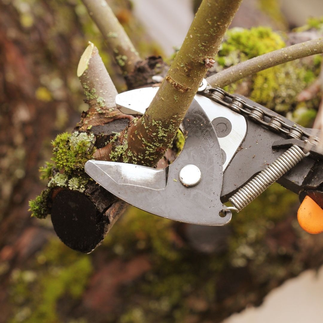 tree branch trimming pruning