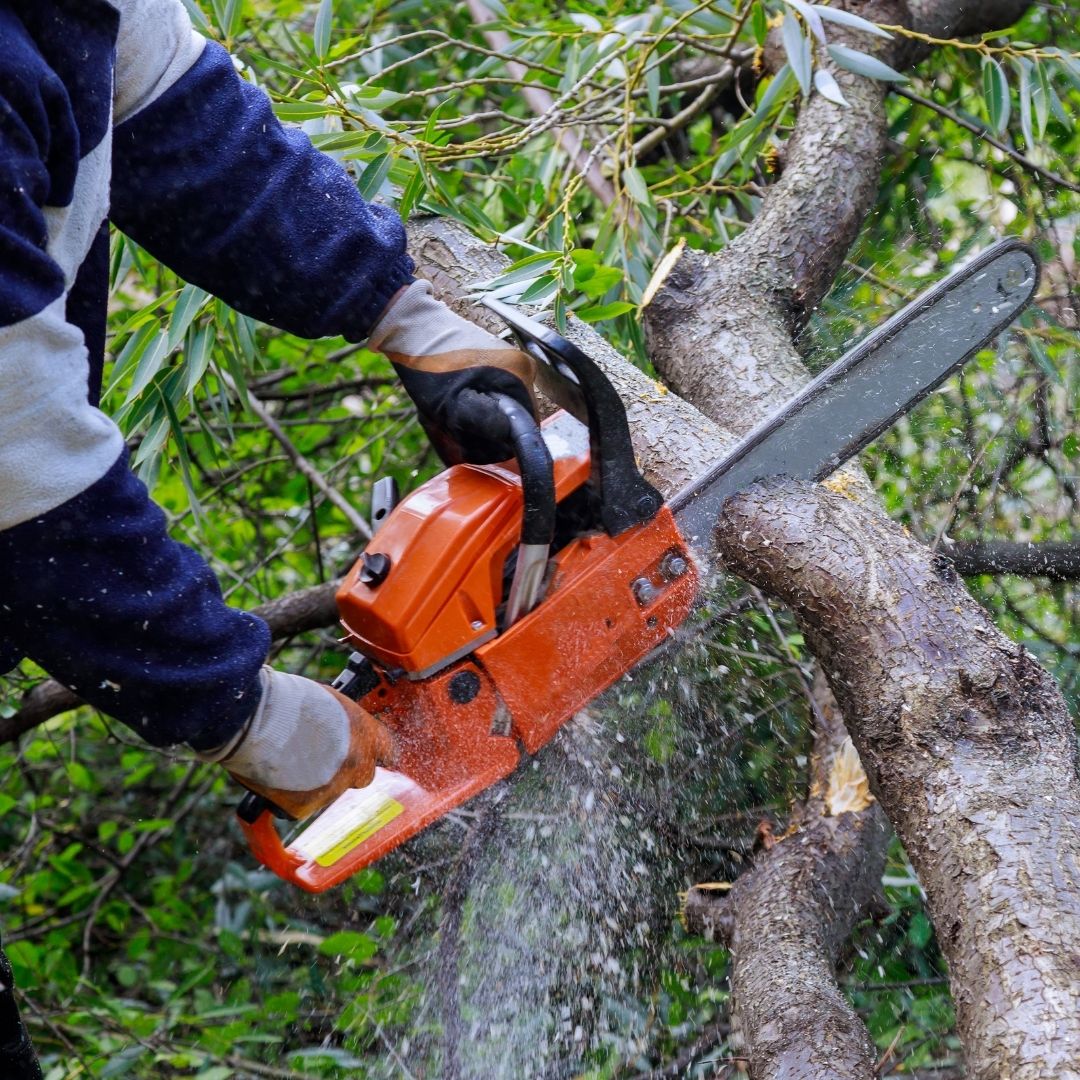 tree trimming with chainsaw