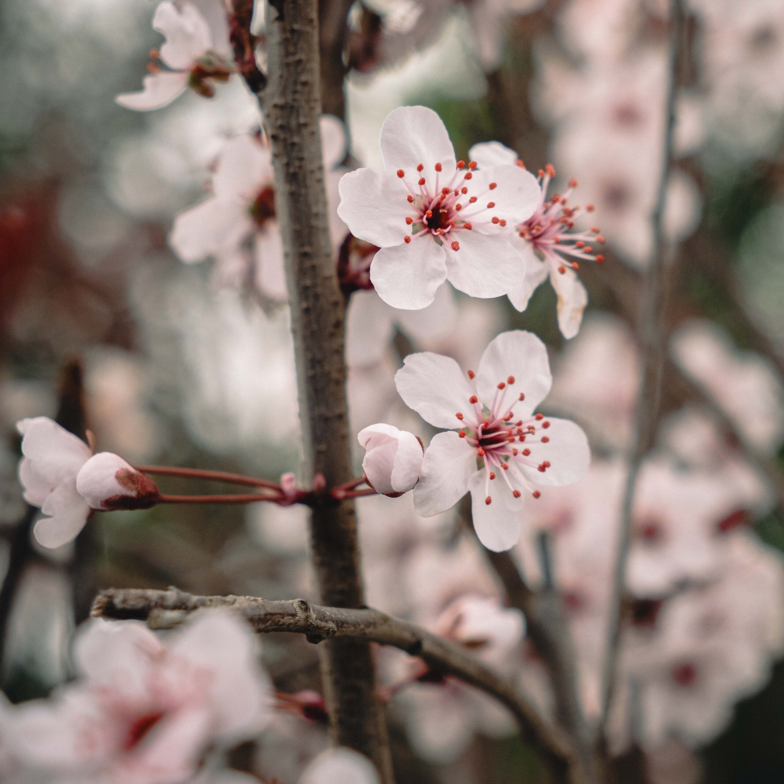 crab apple tree blossoms