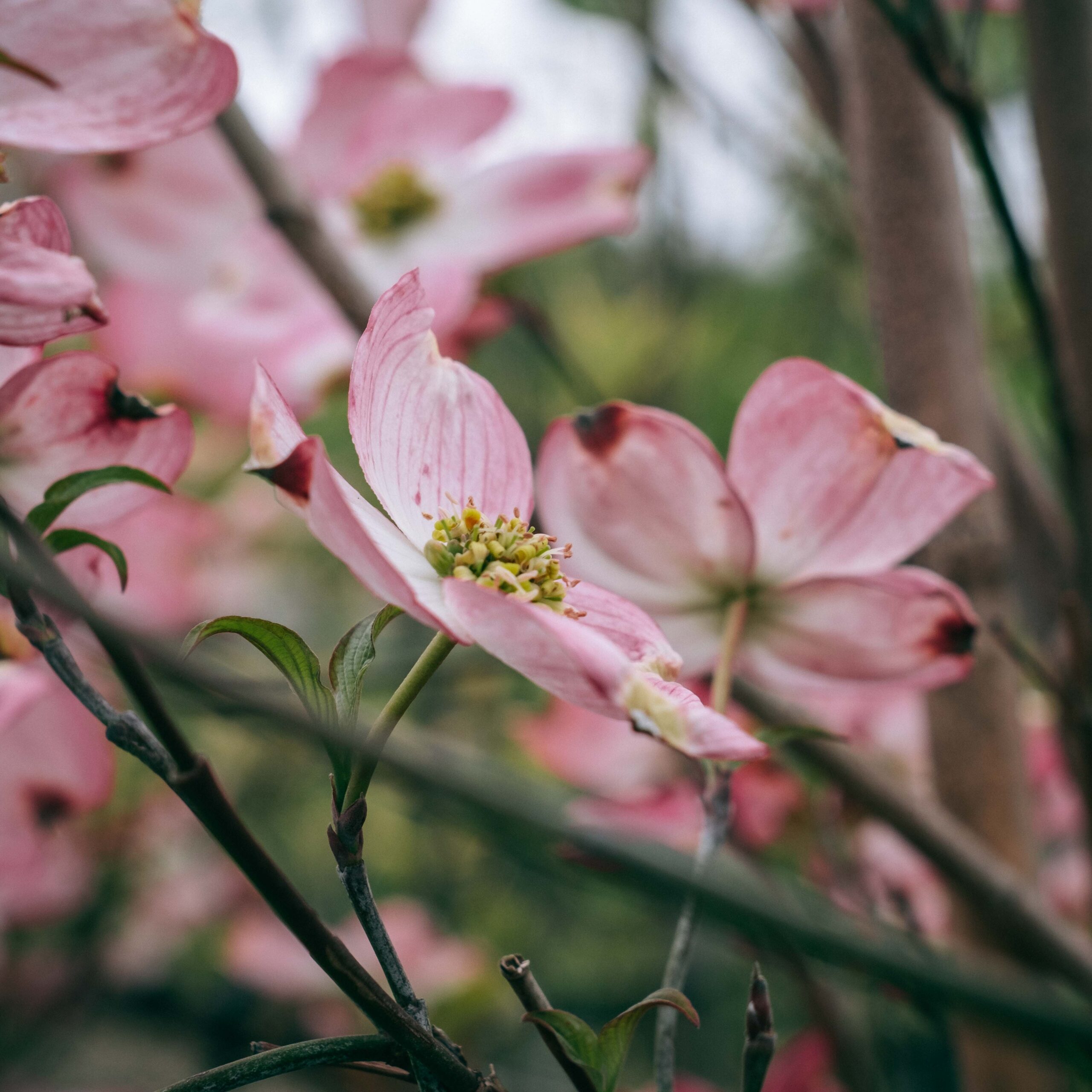 pink dogwood tree blossoms
