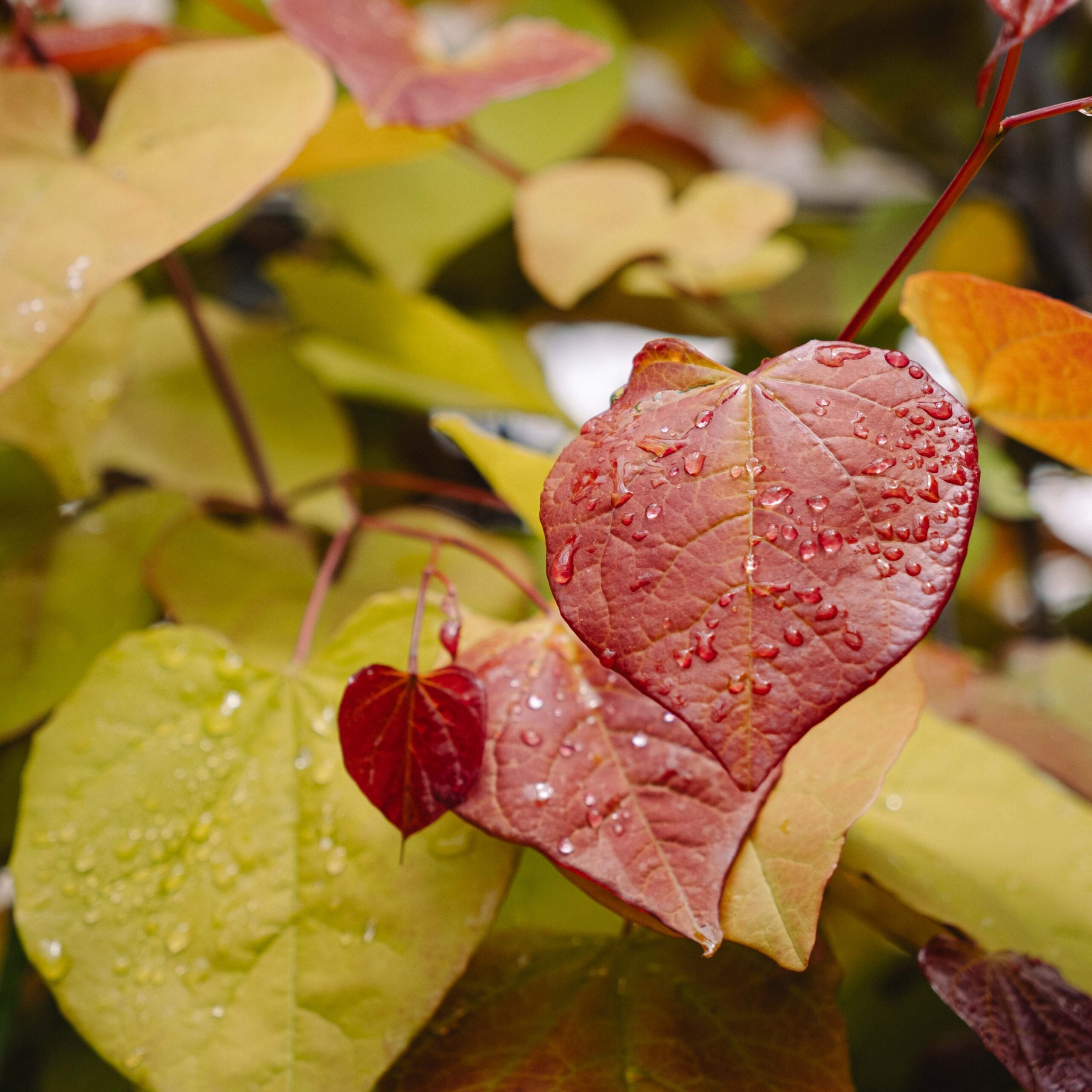 colorful redbud tree leaves