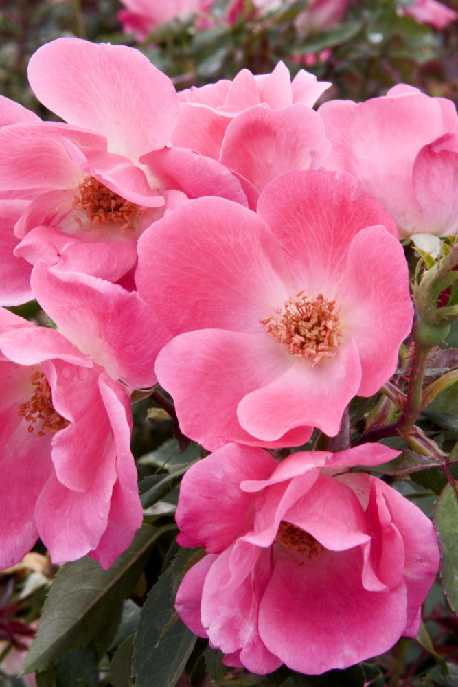 Pink Knock Out® Rose (Rosa K.O 'Radcon') - QT