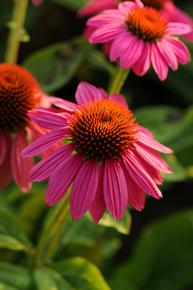 Powwow Wild Berry Coneflower (Echinacea purpurea 'PowWow Wild Berry') - QT - Image 2