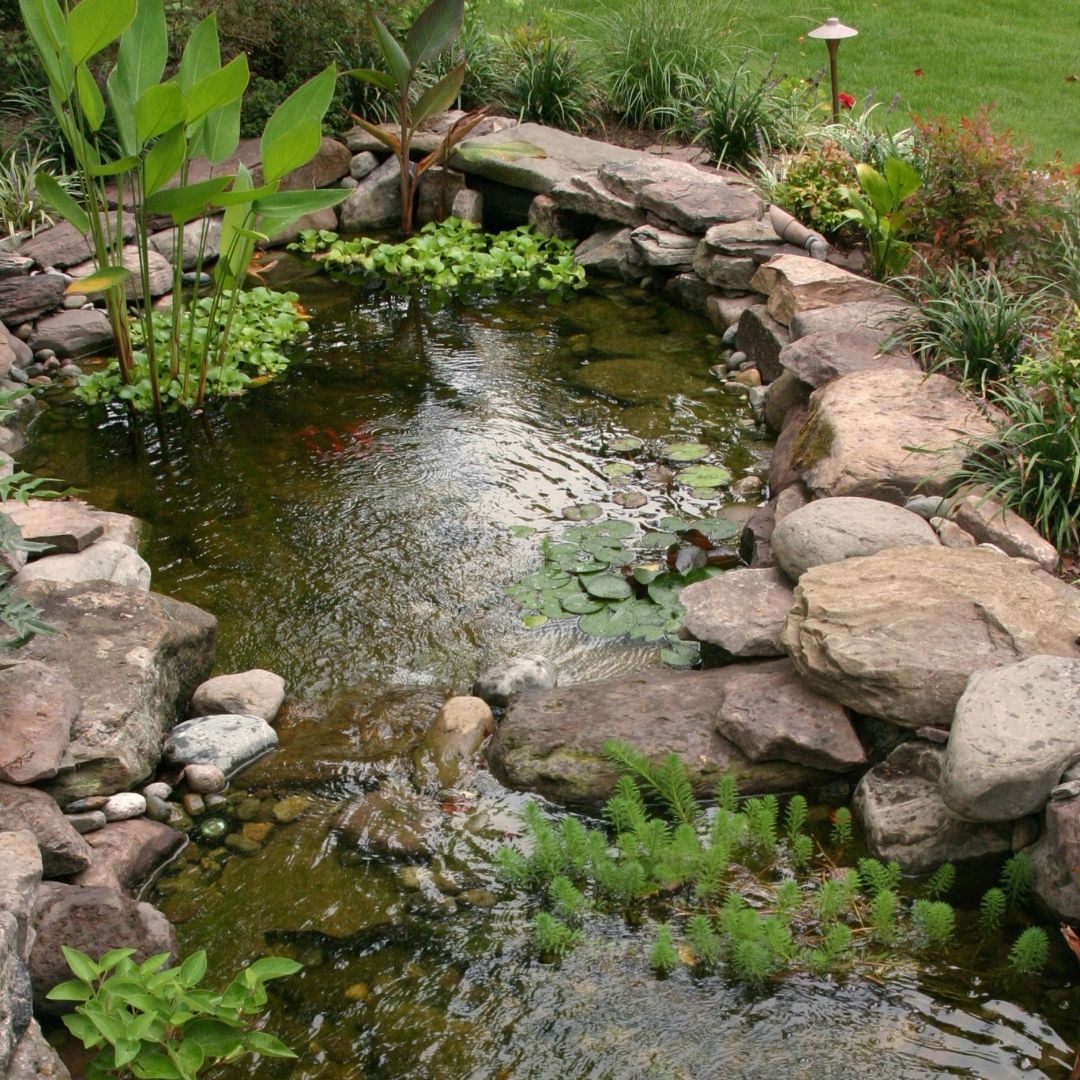 backyard pond with rocks