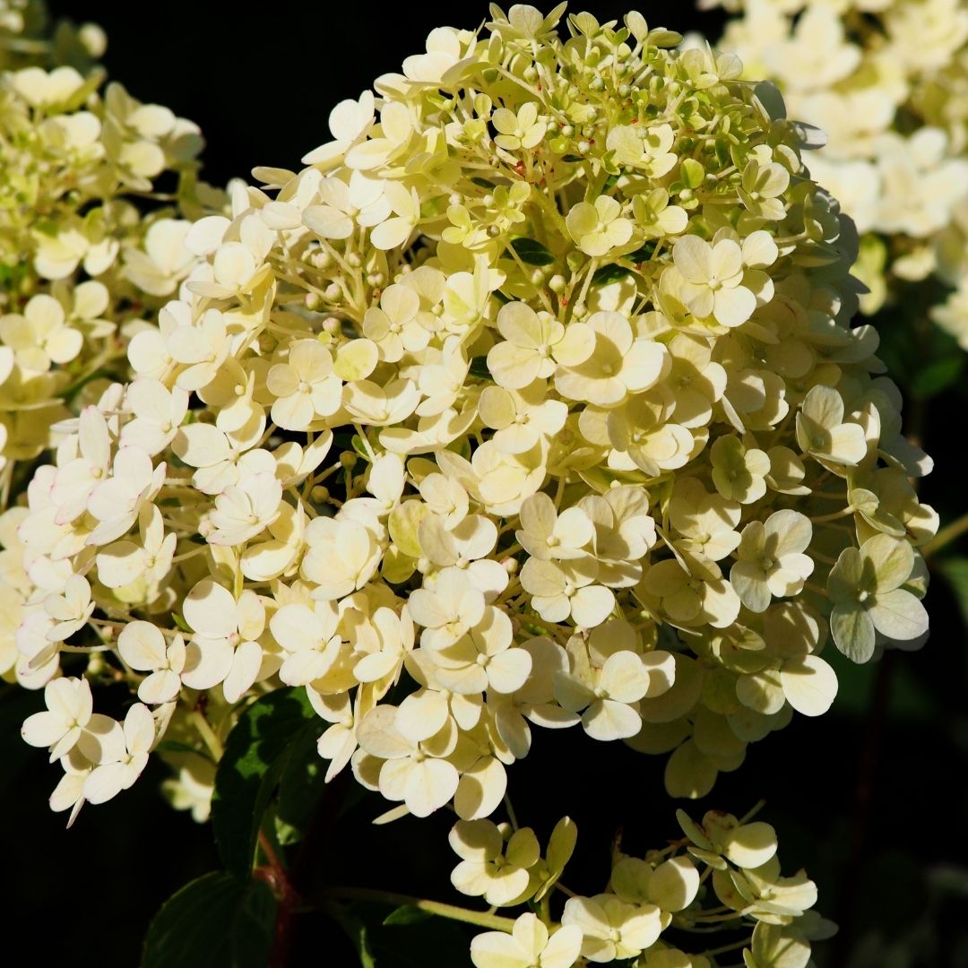 bobo hydrangea