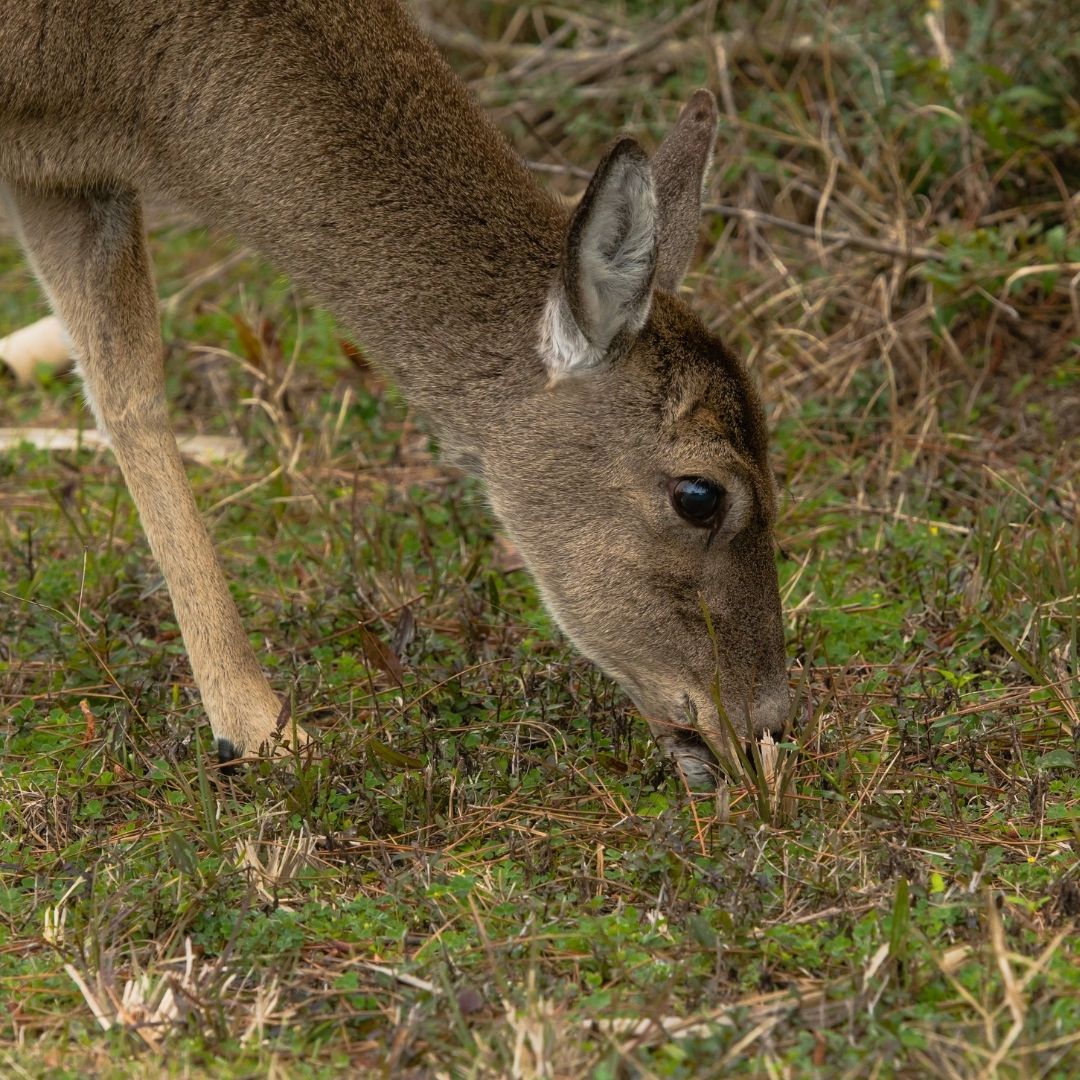 deer eating grass