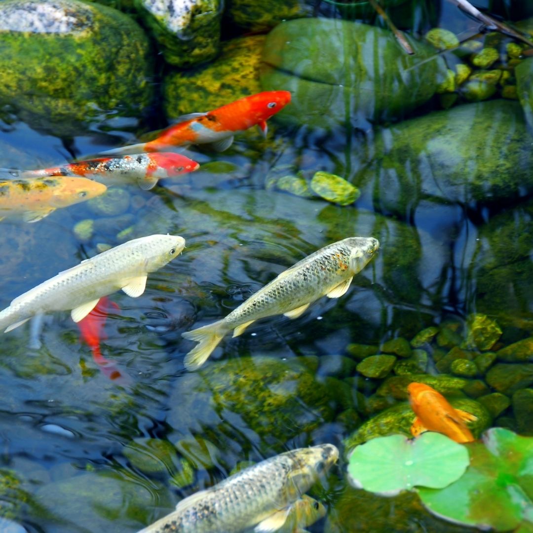 fish pond with orange and silver koi