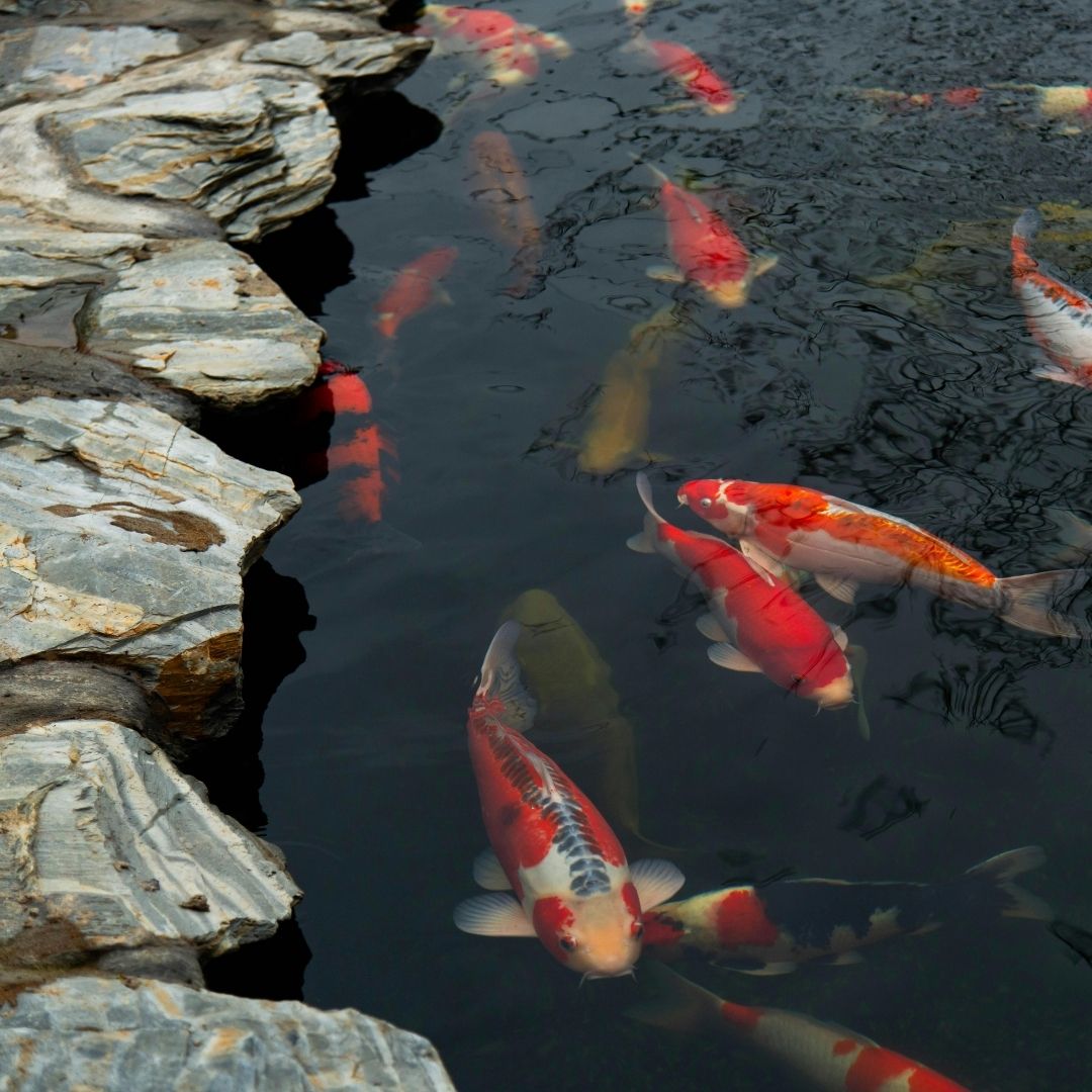 fish pond with orange koi