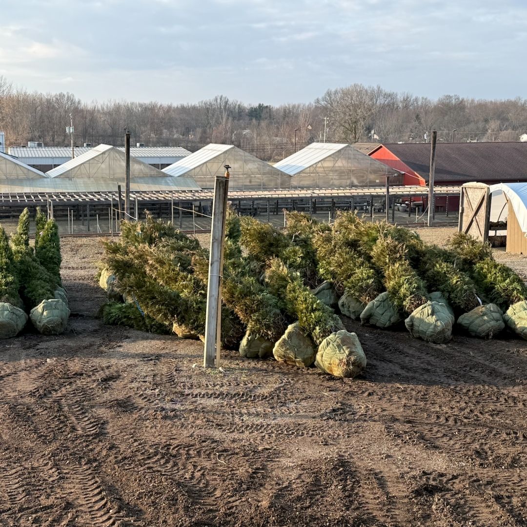 new shipment of trees