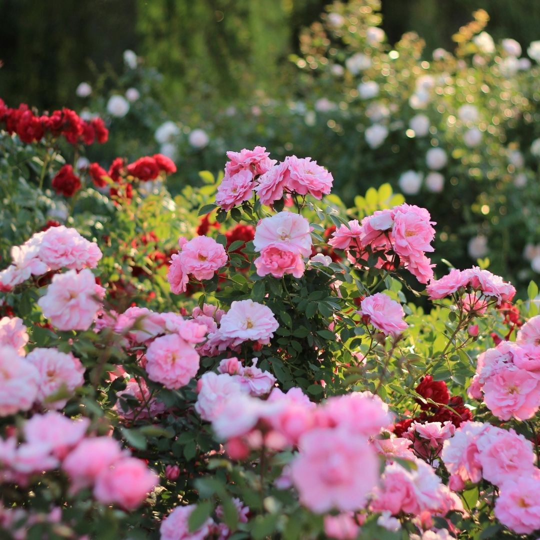 pink rose bush