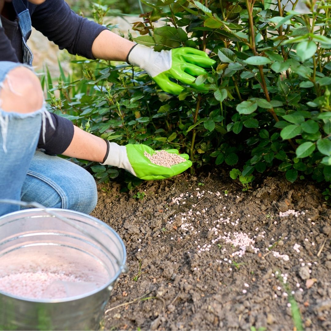 rose bush fertilizing
