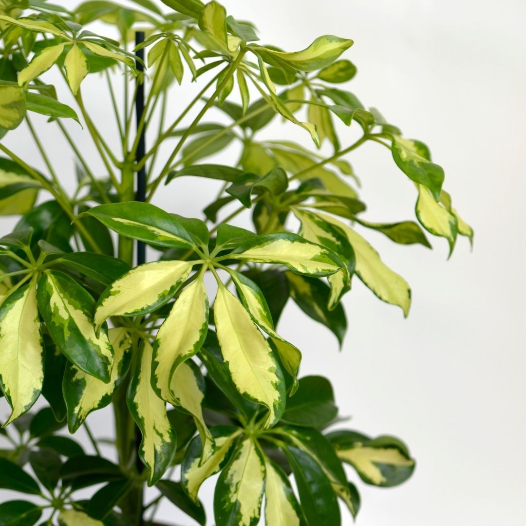 schefflera plant