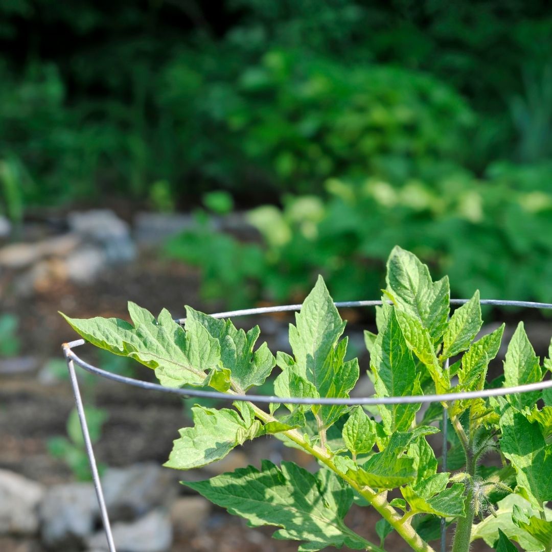 tomato plant in cages