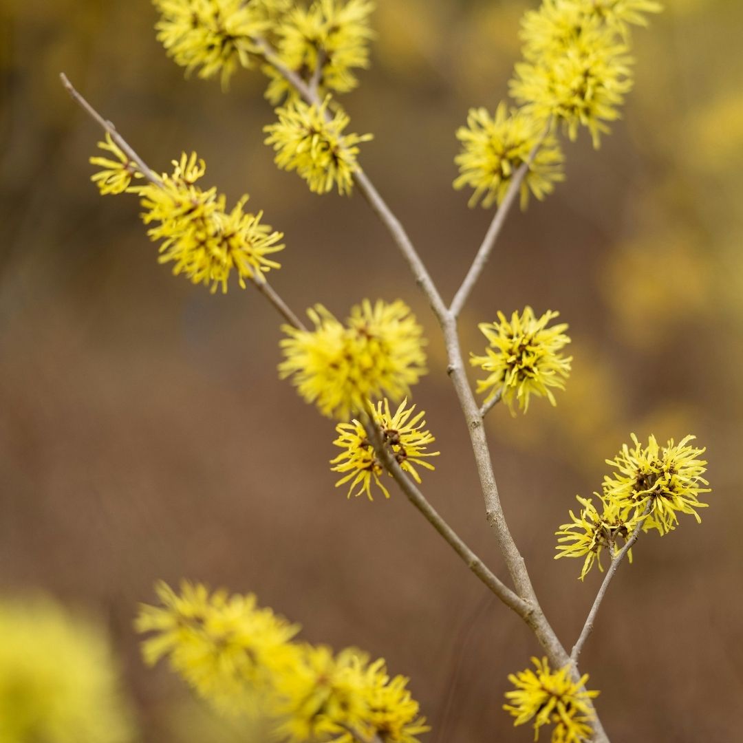 witch hazel tree yellow blossoms