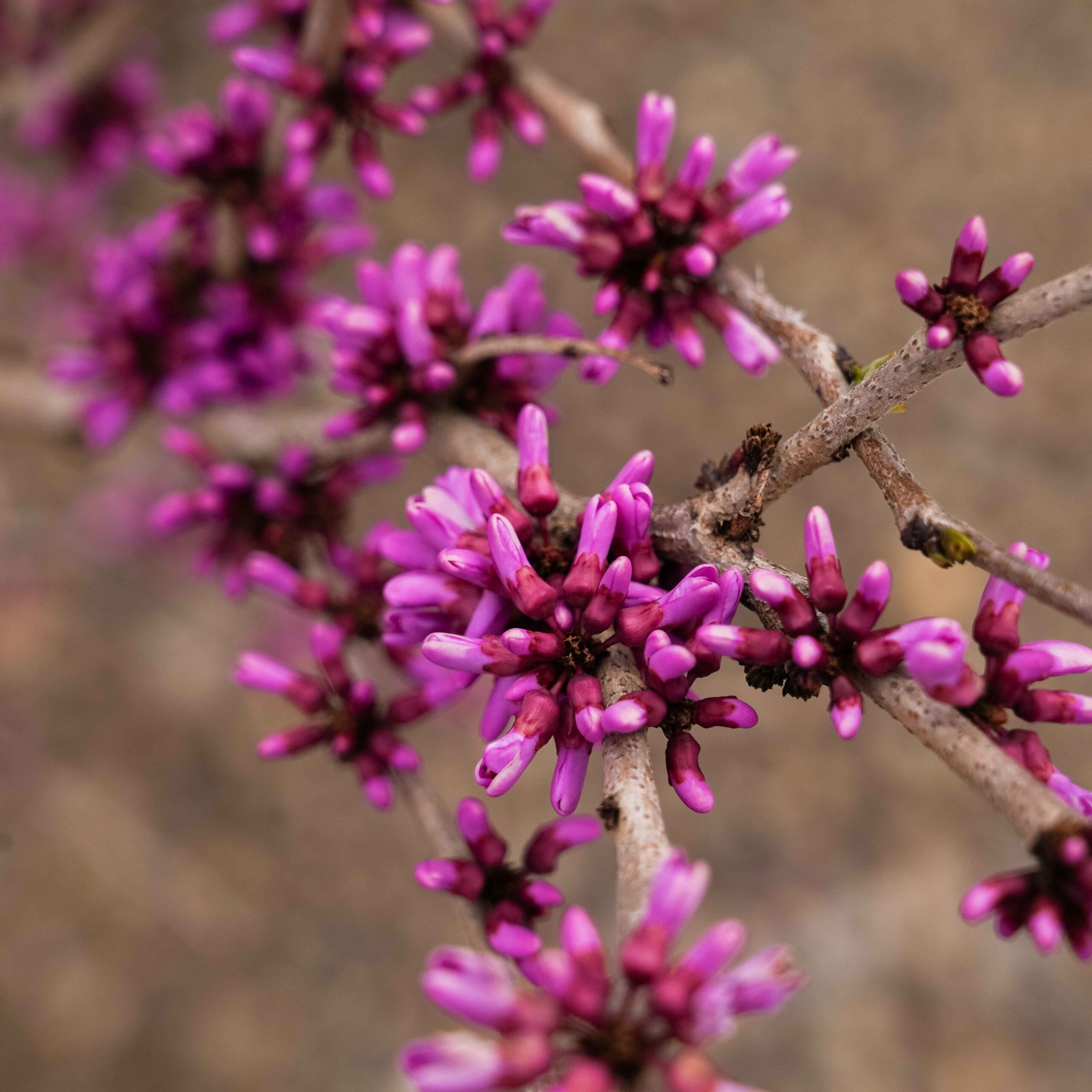 flowering buds on redbud tree