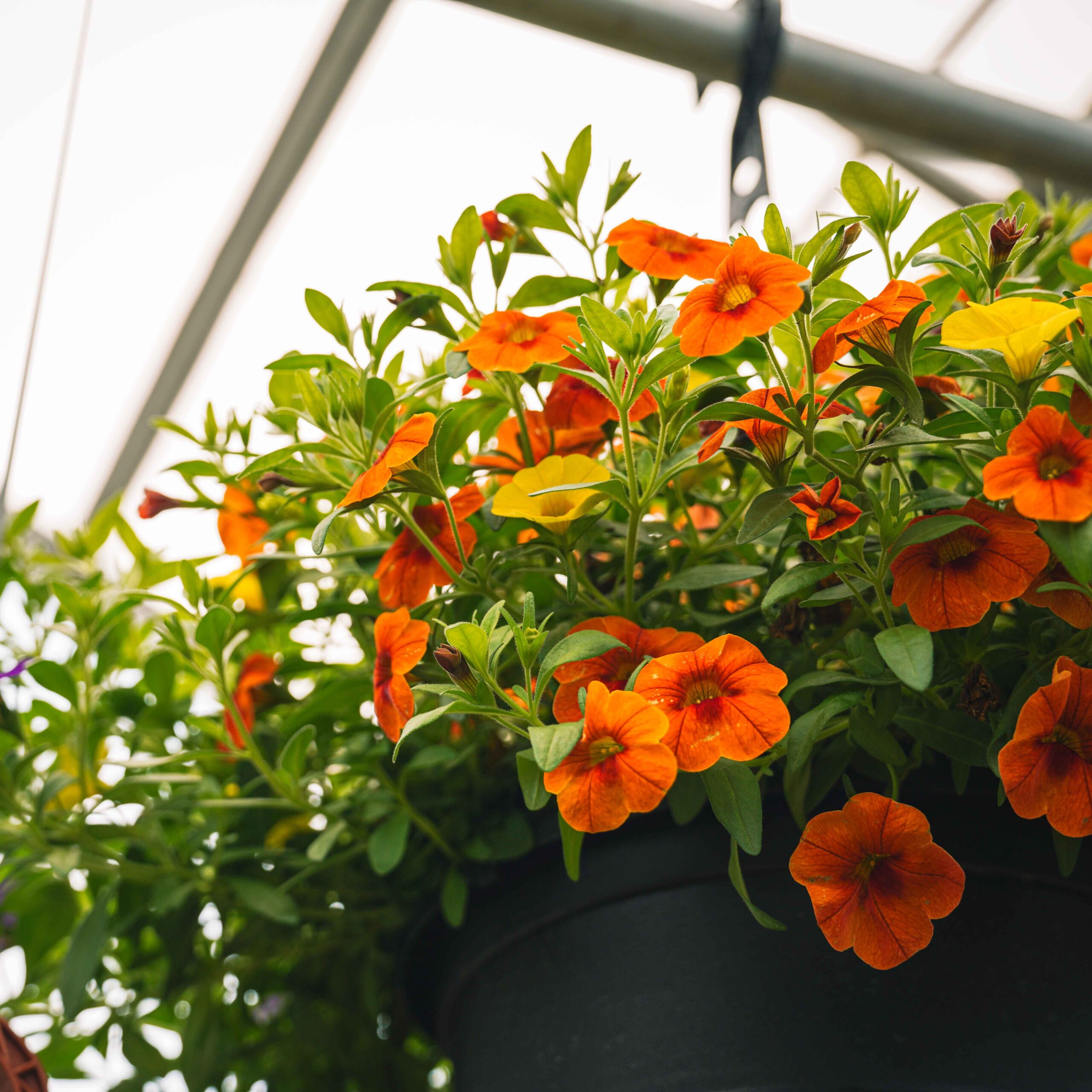 orange and yellow hanging baskets